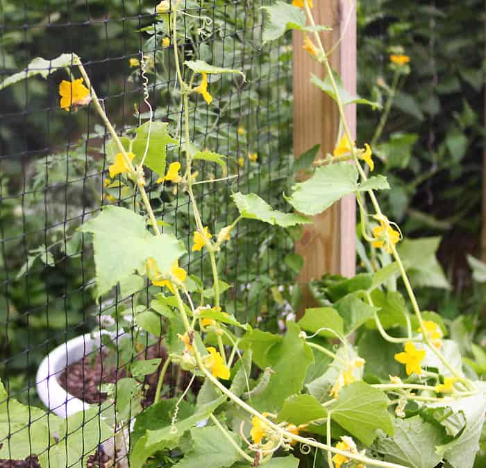 6 Tips For Your Most Successful Vegetable Garden Ever!