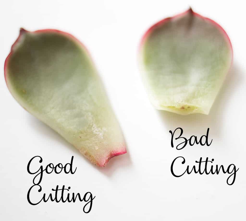 How to Propagate Succulents 