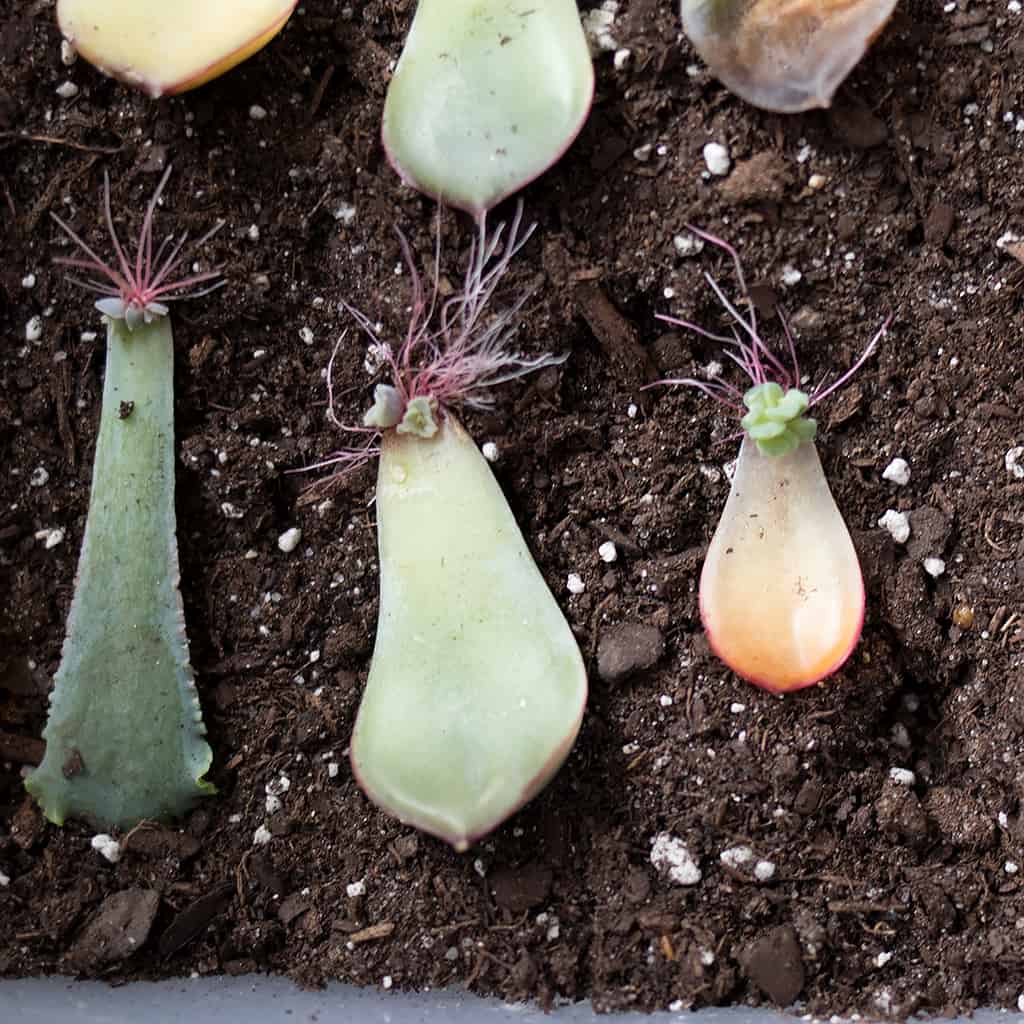 How to Propagate Succulents