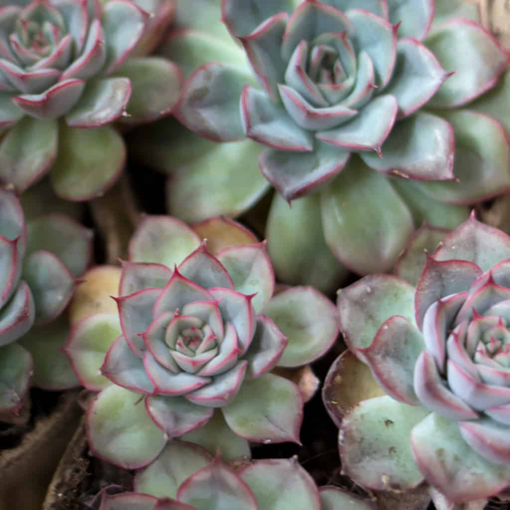 How to Propagate Succulents