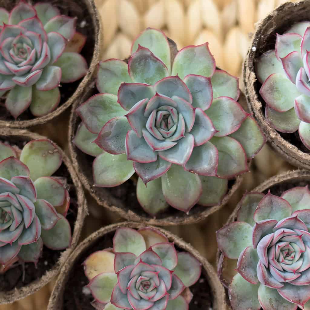 How to Propagate Succulents