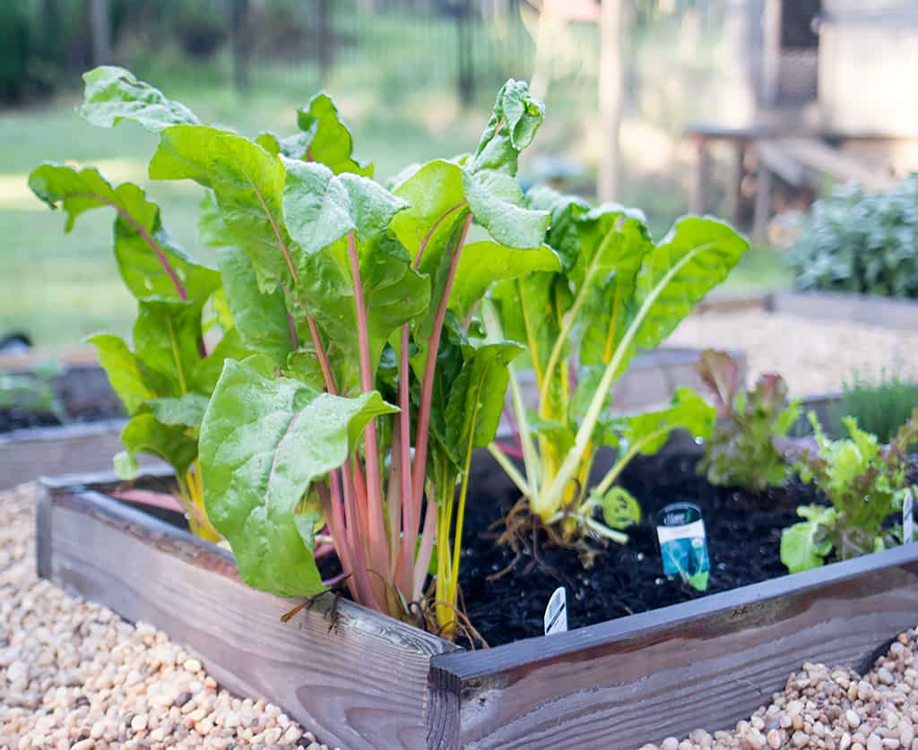 Raised Vegetable Garden with Pea Gravel DIY