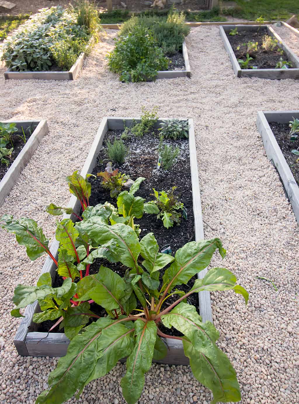 Raised Vegetable Garden with Pea Gravel DIY