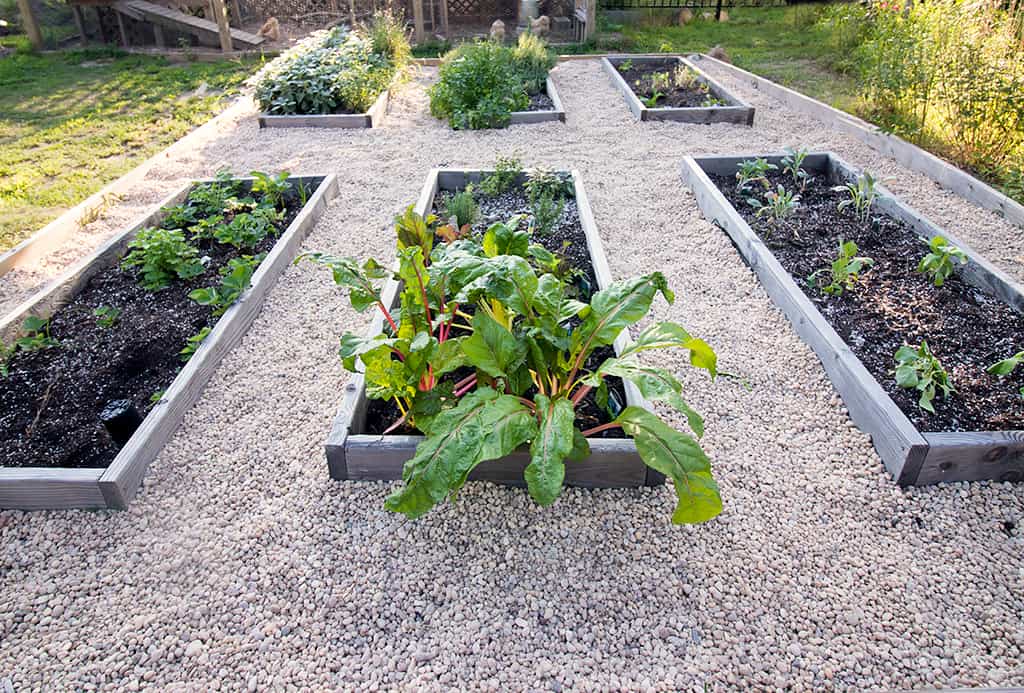 Raised Vegetable Garden with Pea Gravel DIY