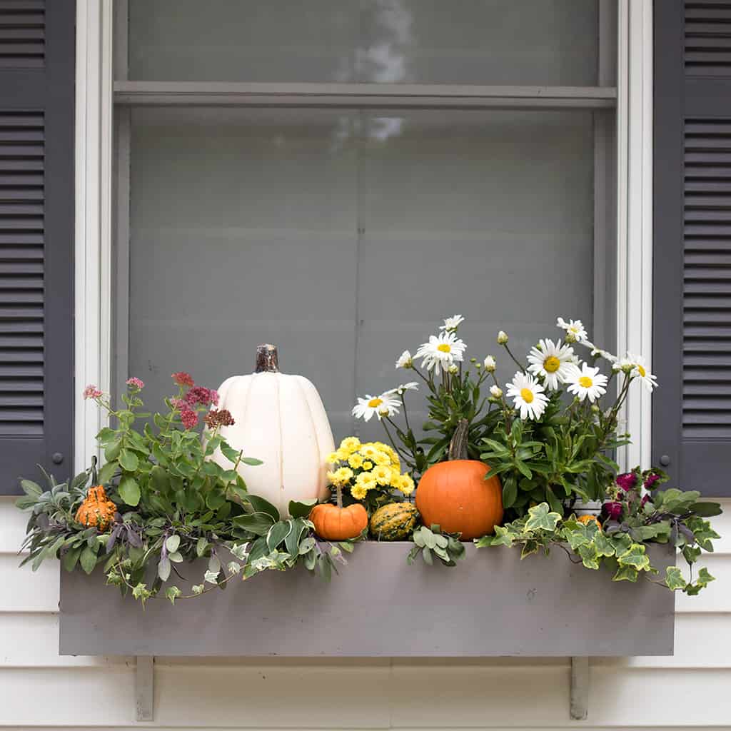 Easy Fall Window Boxes