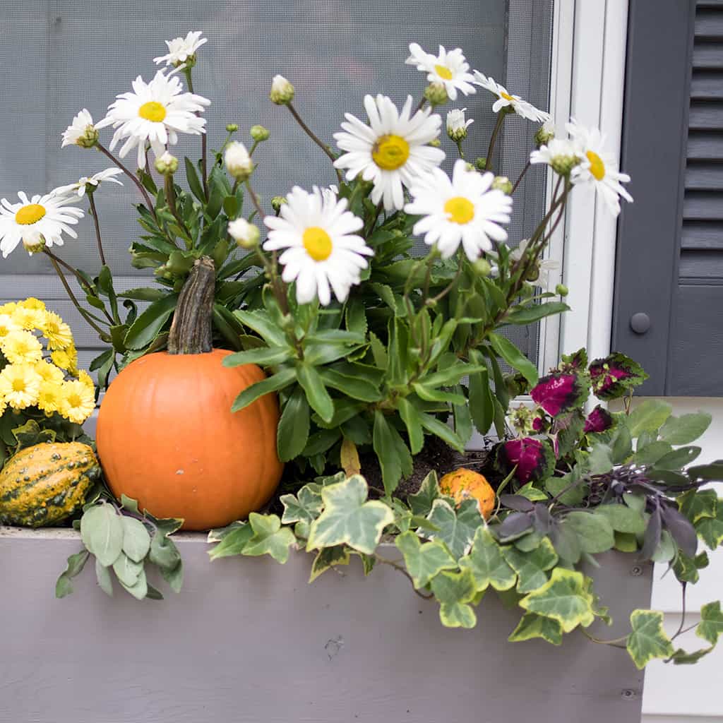 Easy Fall Window Boxes