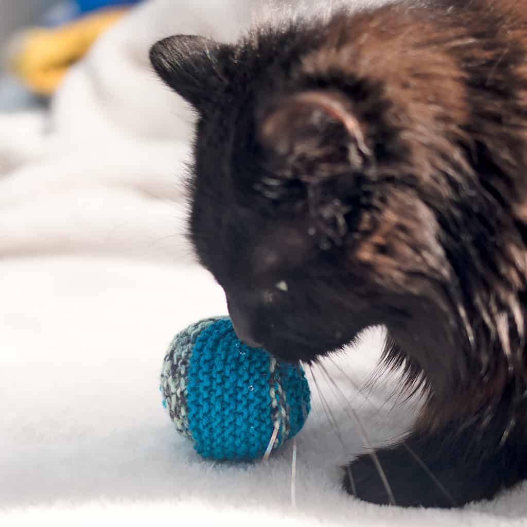 Easy Cat Toy Knitting Pattern