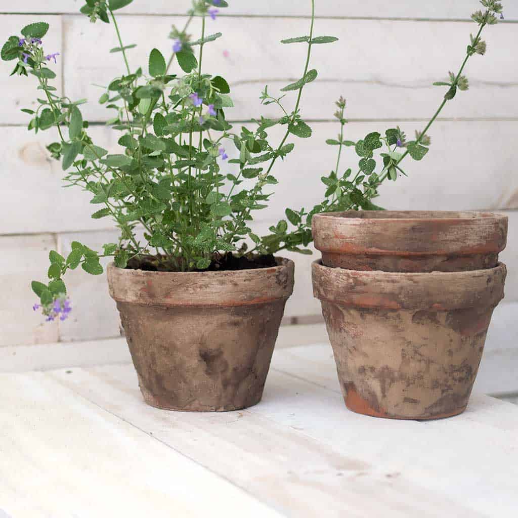 Aged store terracotta pots