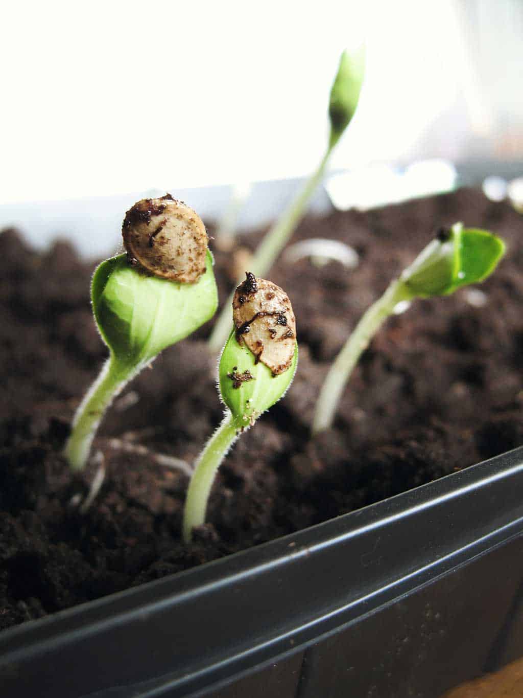 How to Start Seeds Indoors