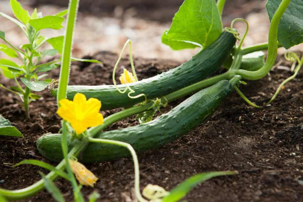 Easiest Vegetables for Beginners to Grow