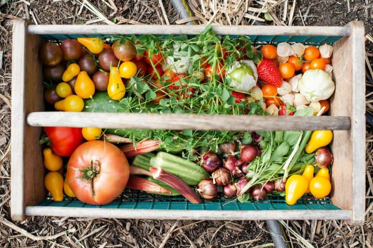7 Tips for a Thriving Vegetable Garden