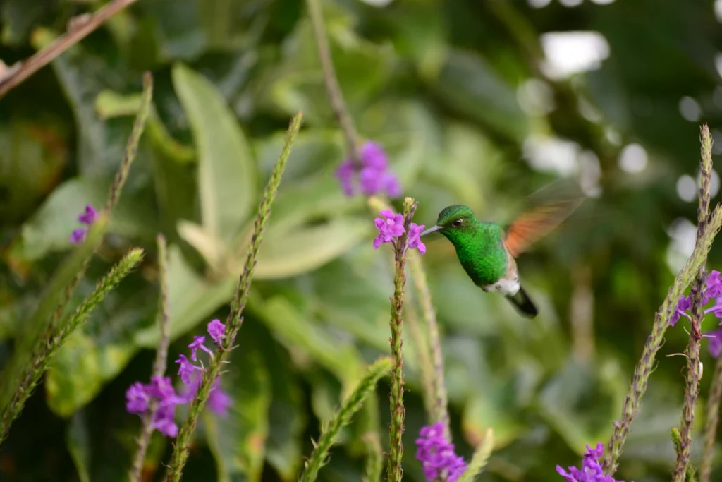The Best Hummingbird Plants for Your Garden