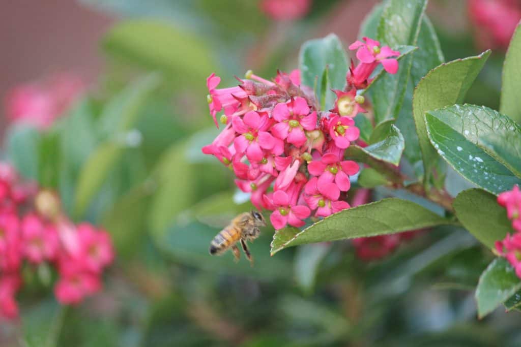 Best Plants for Pollinators