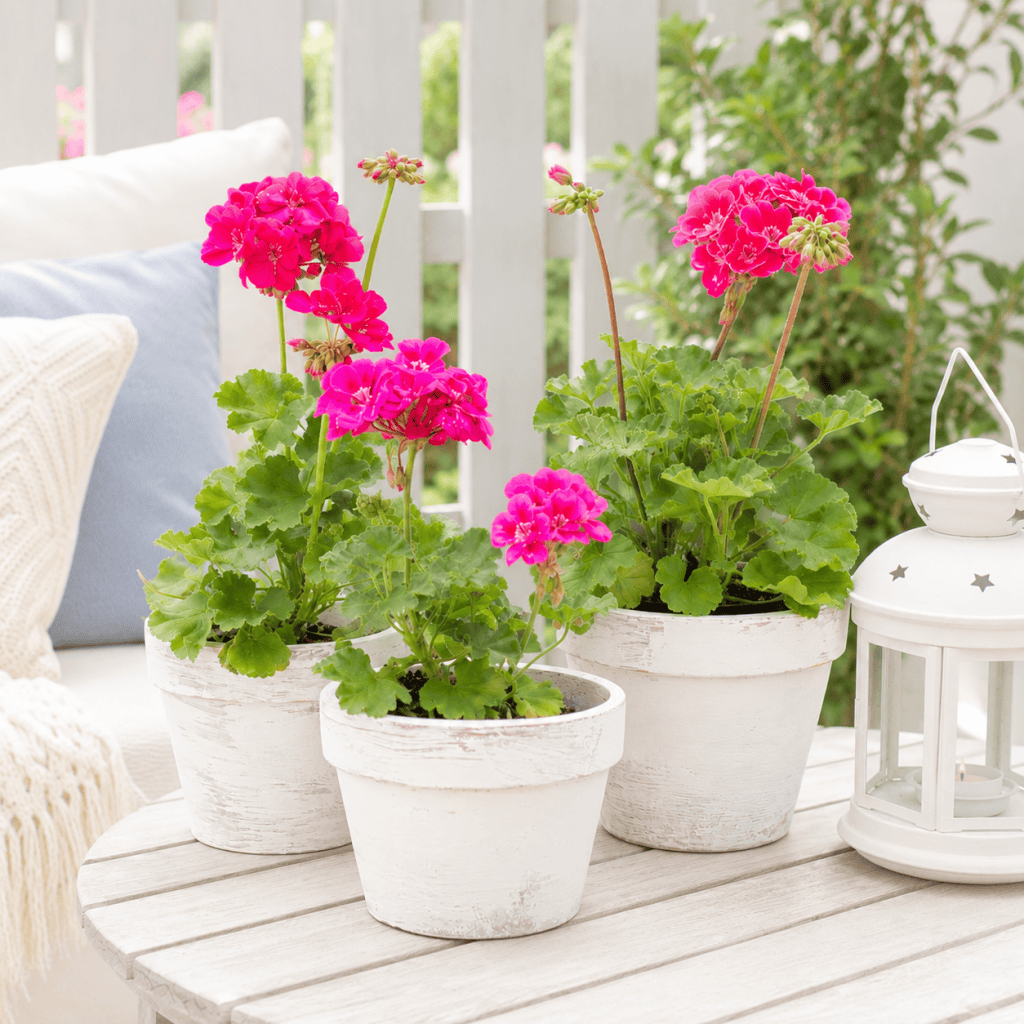 How to Whitewash Terra Cotta Pots (Easy DIY Planter Makeover)