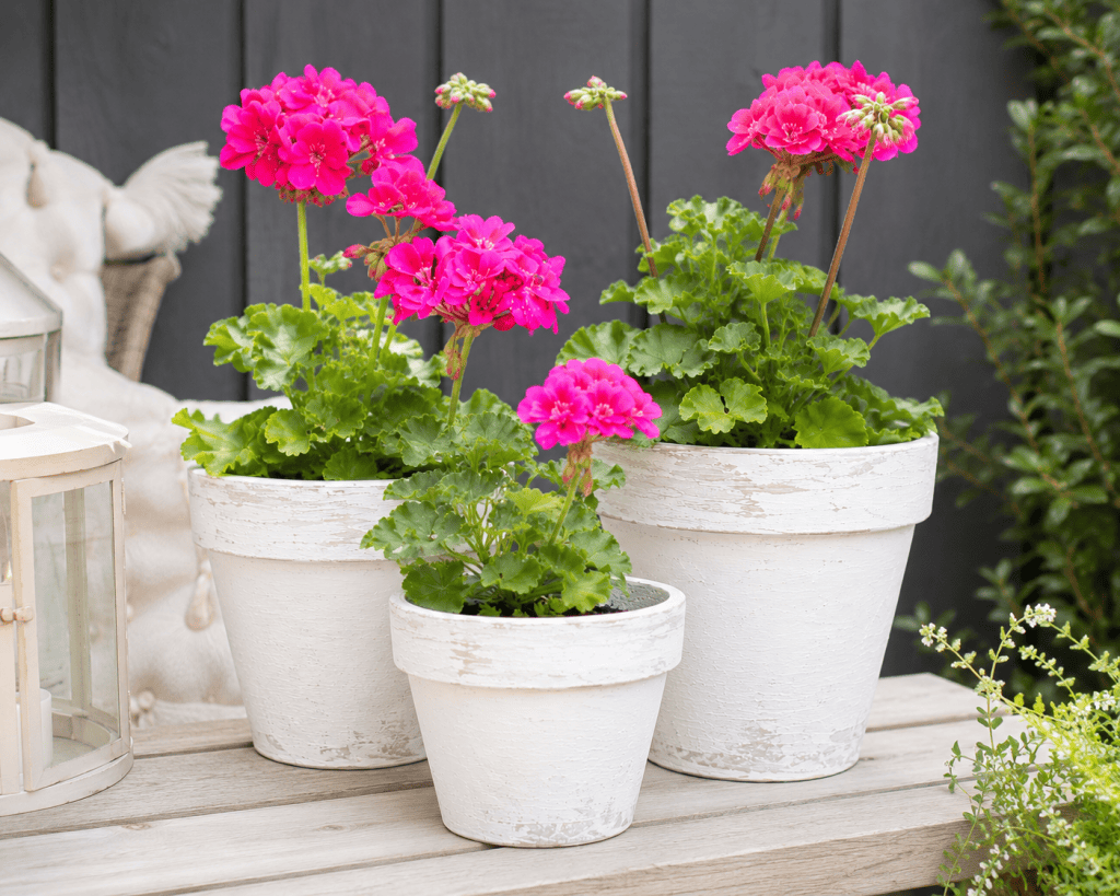 How to Whitewash Terra Cotta Pots (Easy DIY Planter Makeover)