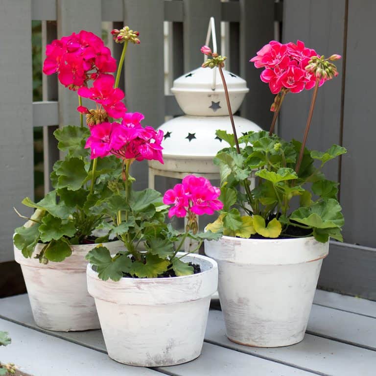How to Whitewash Terra Cotta Pots